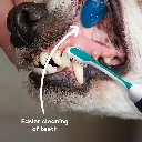 emmi-pet_PetSoft_Anwendung_EN.jpg.webp