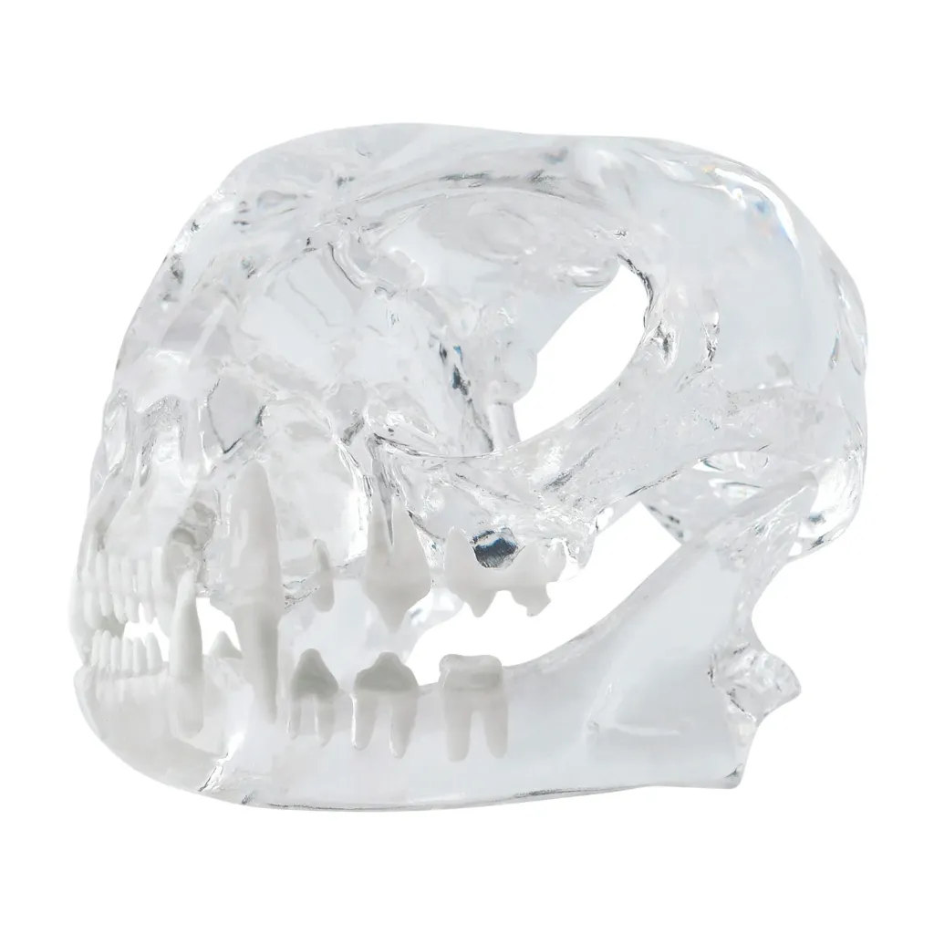 [174095] Kattenkaakmodel, transparant acryl met witte tanden