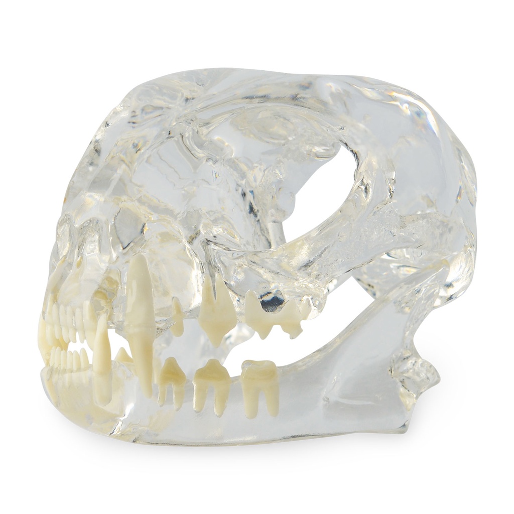 Set of 3 Dental Models: Dog (174096), Cat (174095) & Rodent (174091)