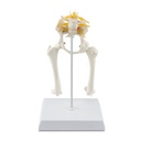 Osteo-model type: Heup