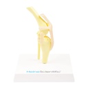 osteo-model type: knie van een hond 