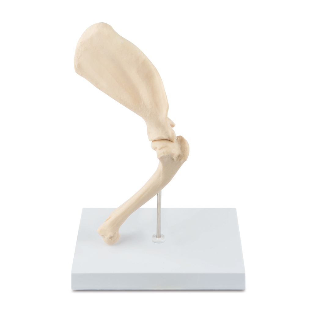 Osteo-Model type: schouder  