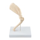 Osteo-Model type: schouder  