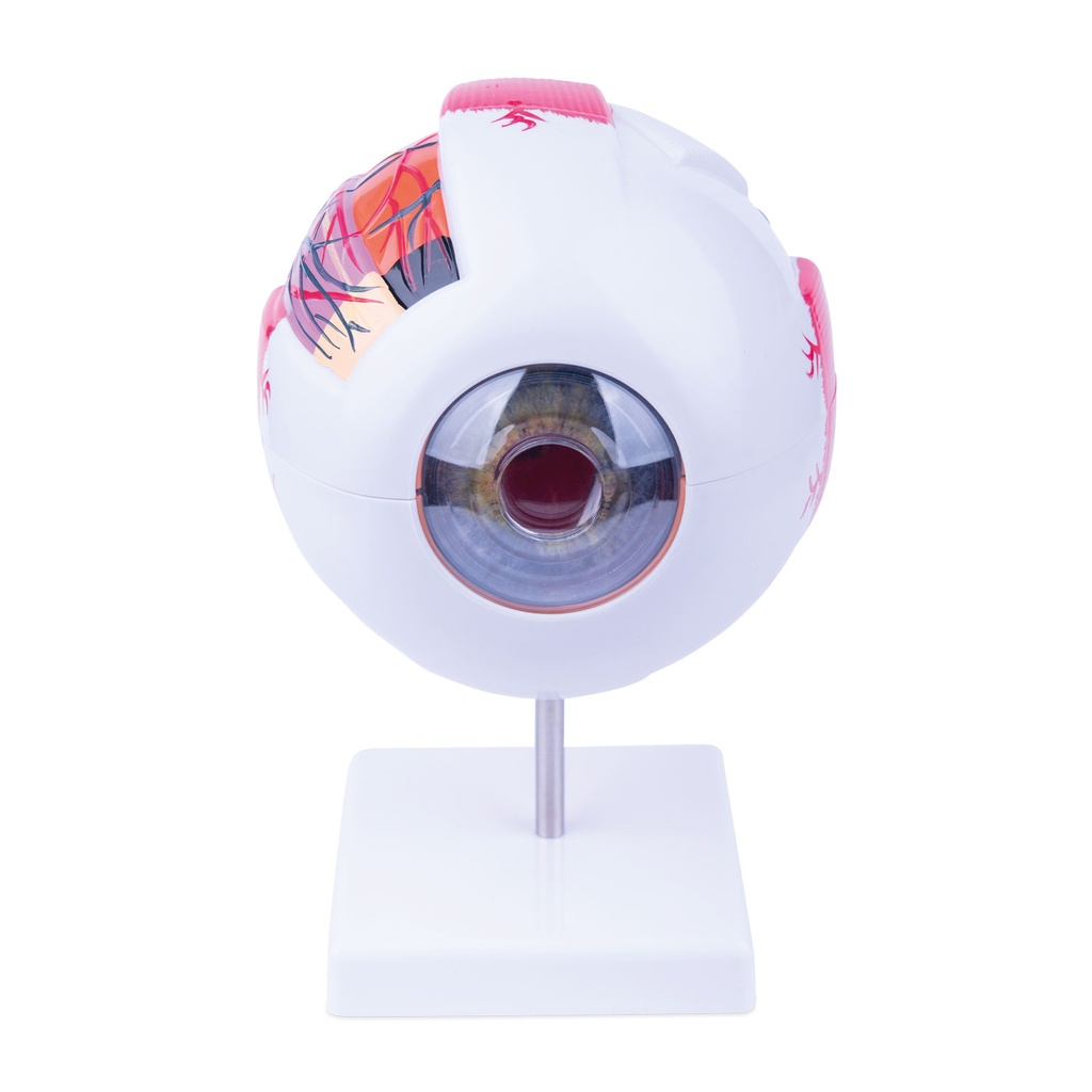 Anatomisch oogmodel (6-delig)