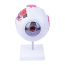 Anatomisch oogmodel (6-delig)