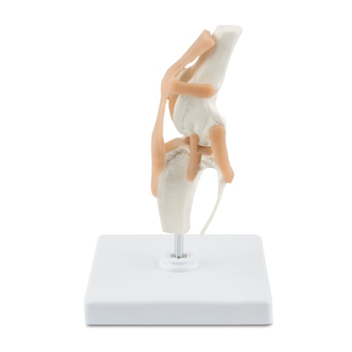 [909033] osteo-model type: knie van een hond 