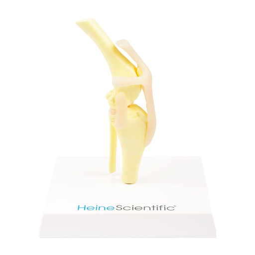 [909033] osteo-model type: knie van een hond 